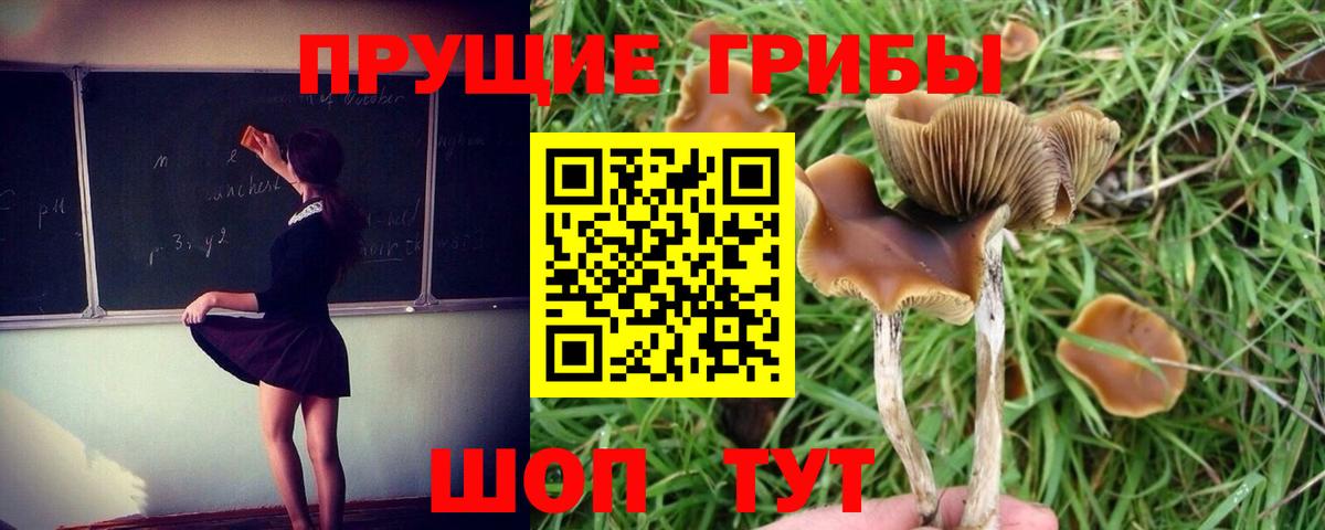 Галлюциногенные грибы мухоморы Россия
